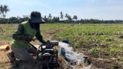 Pompanisasi Sawah Yang Ditenagai Aliran Listrik PLN Kini Dinikmati Petani