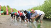Aksi Lingkungan AHM Tanam Mangrove di Pesisir Karawang